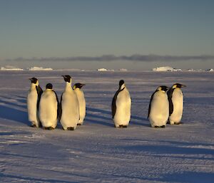 A group of emperor penguins standing on sea ice with icebergs in the background