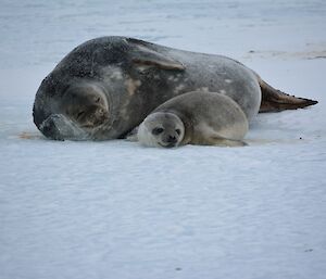 A large seal lies beside its pup on the sea ice