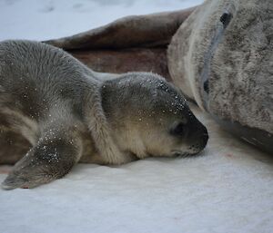 A large seal lies beside its pup on the sea ice as the pup seeks milk