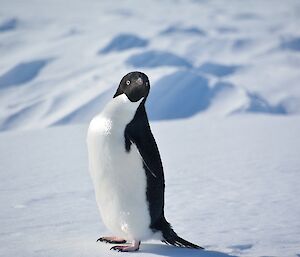 A small black and white penguin standing on the sea ice