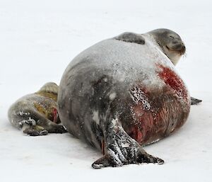 A seal and its pup lying on the sea ice