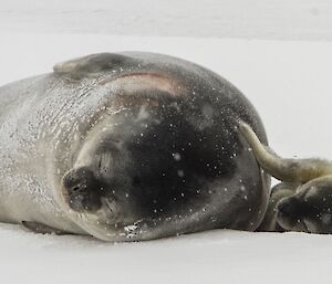 Seal lying on its side next to its pup on the sea ice