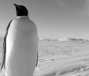 Emperor penguin close up with adelie penguins and sea ice in background
