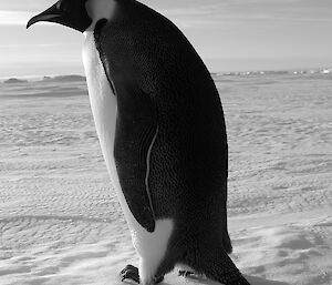 Emperor penguin walking away from camera