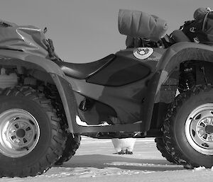 Penguin feet visible from between the wheels of a quad bike as the penguin inspects the vehicle