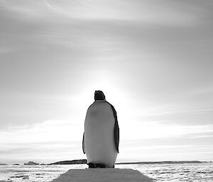 An emperor penguin stands with the sun behind it