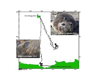 An elephant seal that was previously tagged at Davis and returned