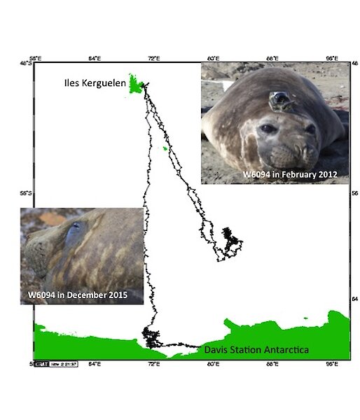 An elephant seal that was previously tagged at Davis and returned