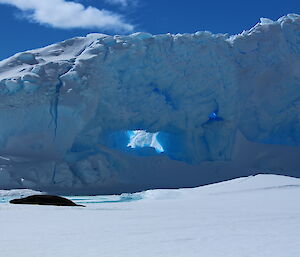 A seal laying in front of an iceberg