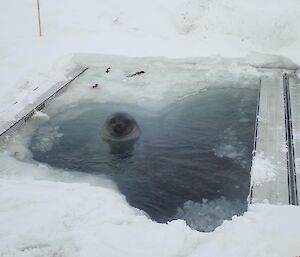 An elephant seal popping his head out of the water in the ice hole