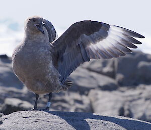 A skua bird with a metal band on its left leg.