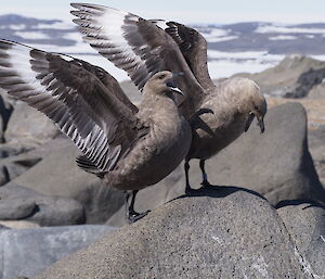 A pair of skua birds sitting on a rock