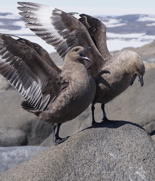A pair of skua birds sitting on a rock
