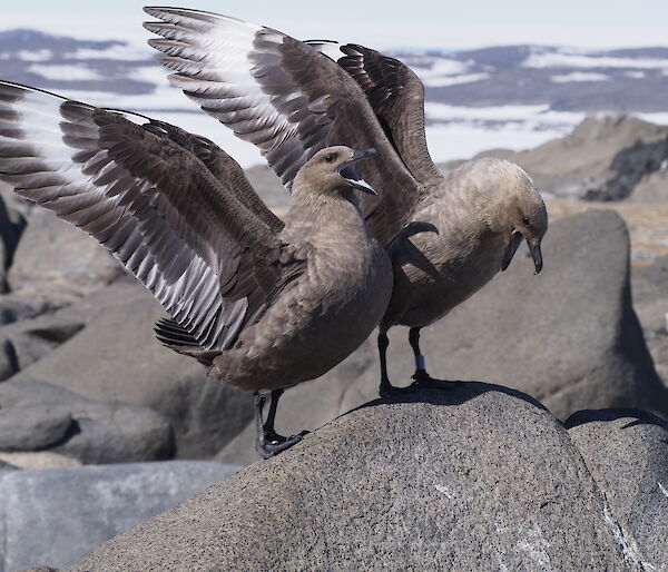 A pair of skua birds sitting on a rock