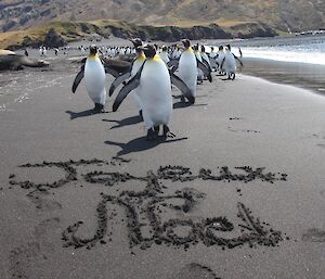 A group of king penguins on a beach with joyeaux noel written in the sand