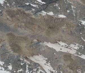 Aerial photo of Adelie penguins on their nests