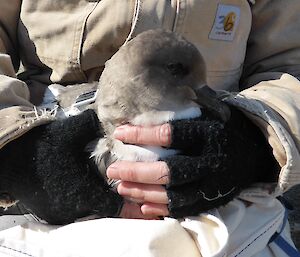 Antarctic petrel being held by a scientists after a tracker was taped to its back