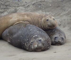 Three elephant seals on the beach face the camera while lying on top of each other in a pile