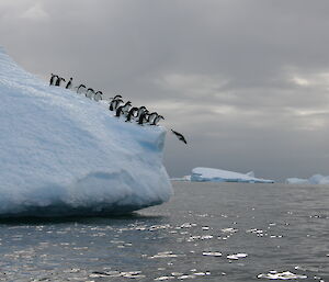 A group of penguins near the edge of a large iceberg with one in the process of diving off the edge