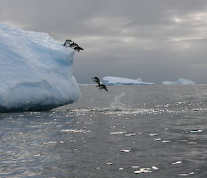 A small group of penguins on a large iceberg with two in mid-dive nearly entering the water