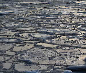 Pancake ice in front of Davis Station on the 10th March