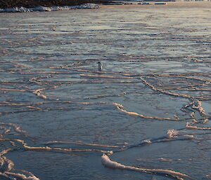 The newly formed sea ice at Davis with an Adelie penguin standing on one of the large coalesced pancakes