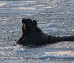 An elephant seal roars in the slushy ice near the shore at Davis