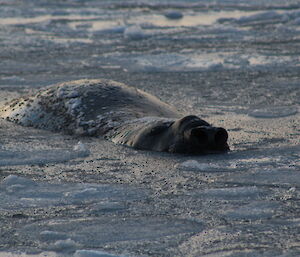 Elephant seal in the slushy ice near the shore at Davis station