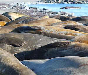 Elephant seals asleep on the beach in front of Davis station