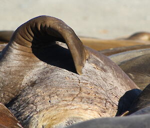 An elephant seal itches its moulting coat with the nails on its flipper