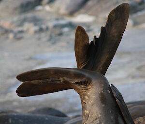 An elephant seal stretches out its back flippers on the beach in front of Davis station