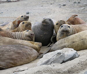 Several elephant seals looking at the photographer