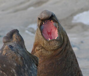 Two elephants seals bellowing with open mouths at each other in defiance