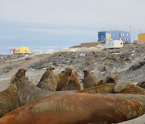 Several elephant seals bellowing aggressively