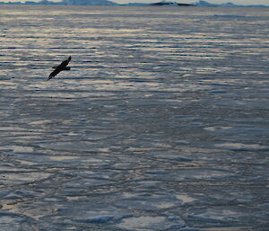 A skua soars over the newly formed sea ice in front of Davis Station