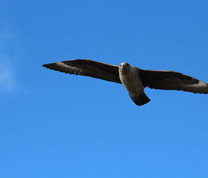 A close-up view of a south polar skua looking down at the photographer