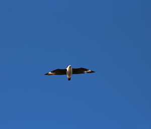 A south polar skua in a clear blue sky showing its distinctive colouring and markings