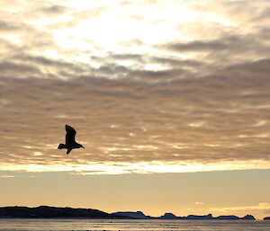 A skua silhouetted as the sun sets at Davis station