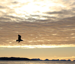A skua silhouetted as the sun sets at Davis station