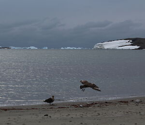 Two skuas at the waters edge in front of Davis station