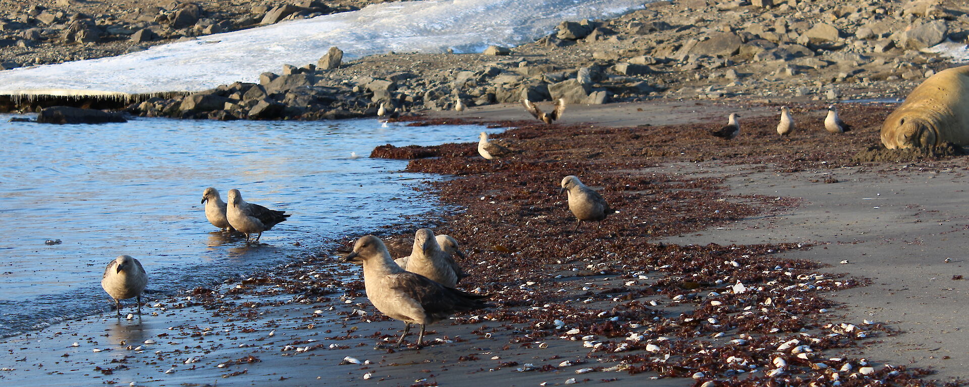 A flock of south polar skuas on the shore in front of Davis Station