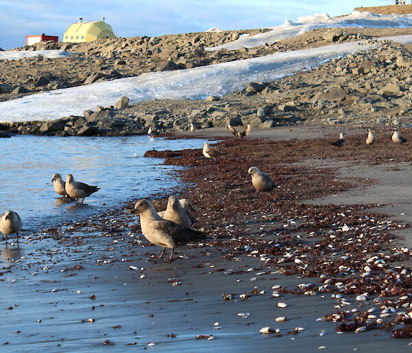A flock of south polar skuas on the shore in front of Davis Station