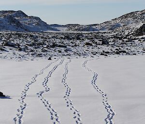 Footprints in the snow in the Vestfold Hills near Davis Station