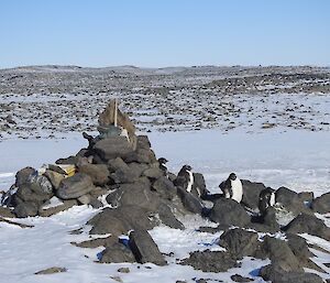 Moulting Adelie penguins sheltering from the wind to one side of Law cairn