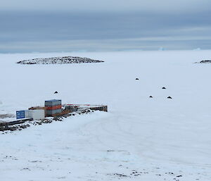 Five elephant seals out on the sea ice heading for open water after moulting