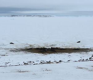 Two elephant seals heading out onto the sea ice towards open water — they leave a group of seals behind on a large muddy spot surrounded by snow