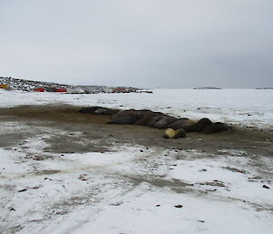 Elephant seals hauled out to moult on the beach at Davis