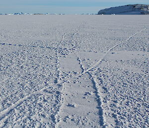 Elephant seal trail on the sea ice offset by leads now refrozen