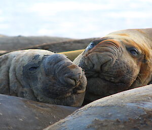 Two elephant seals moulting with skin peeling off their faces