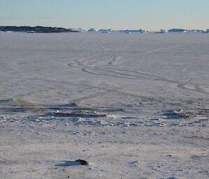 A snow and ice covered beach at Davis with elephant seal tracks visible on the sea ice